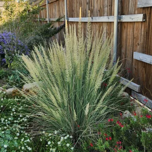 Lindheimer's Muhly Grass - Muhlenbergia lindheimeri 17cm