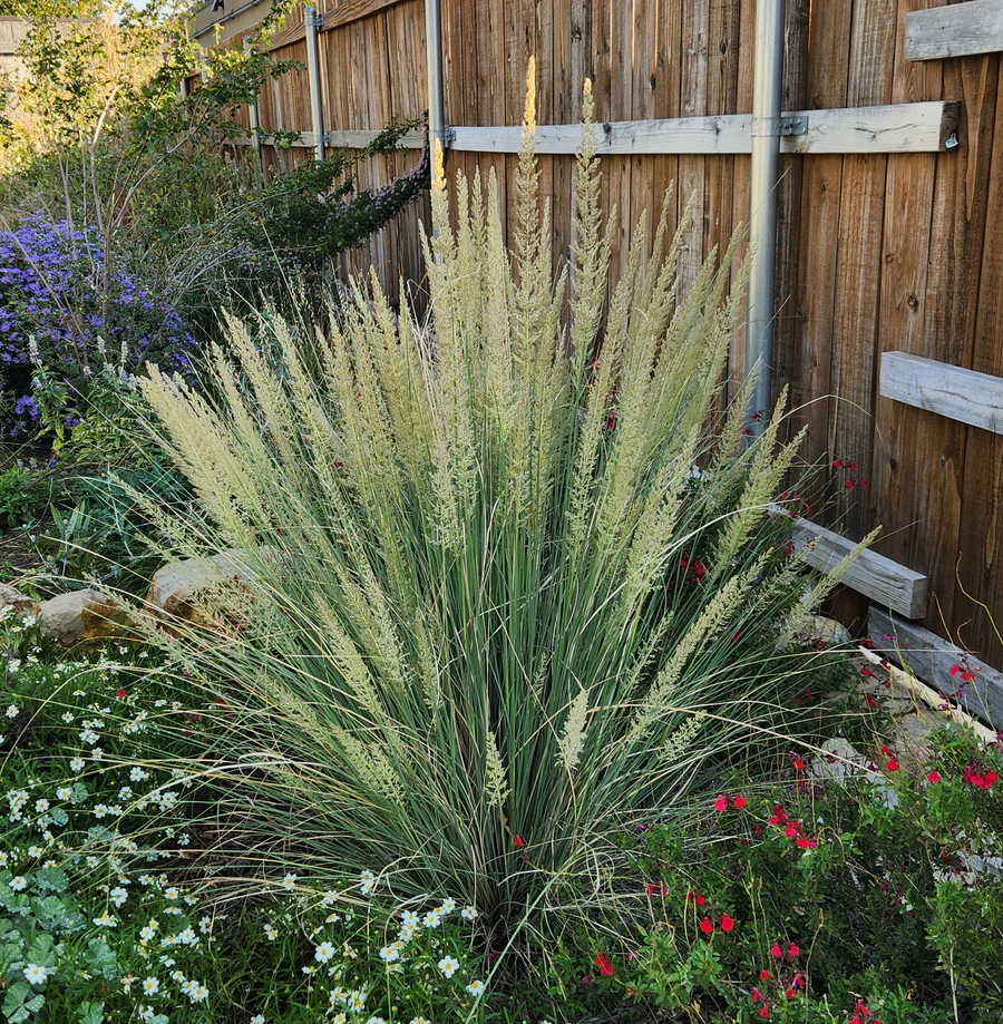 Lindheimer's Muhly Grass - Muhlenbergia lindheimeri 17cm
