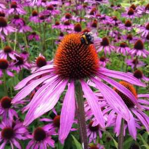 Coneflower Purple - Echinacea purpurea 15cm