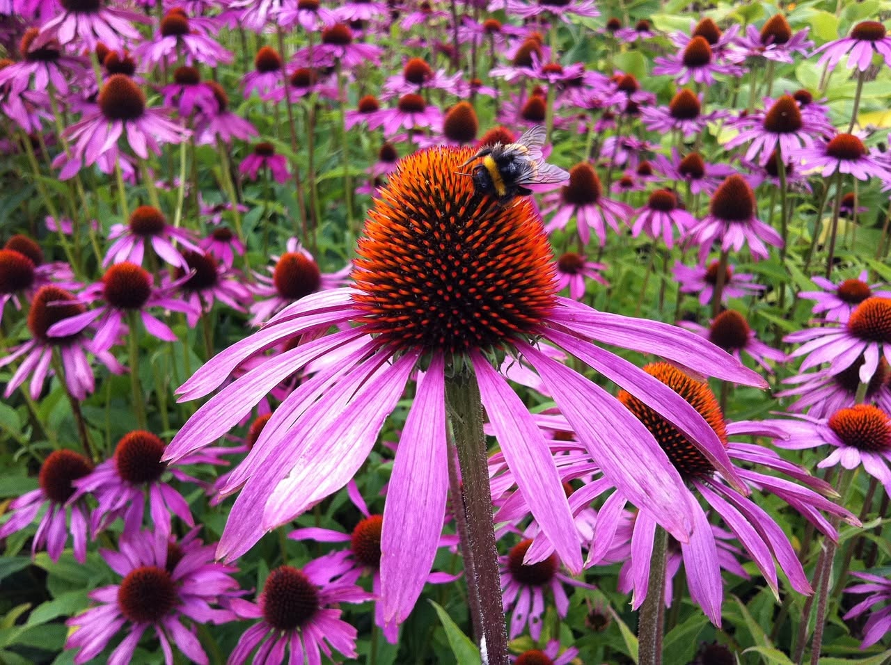 ECHINACEA PURPUREA "Purple Coneflower" 15cm