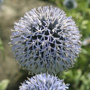 Globe Thistle - Echinops 17cm