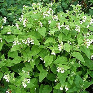 Comfrey White - Symphytum officinale 15cm