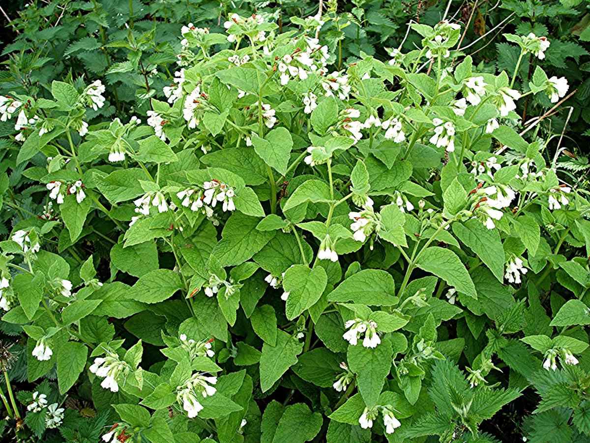 Comfrey White - Symphytum officinale 15cm