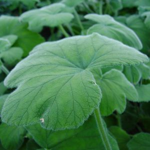 Peppermint Scented Geranium - Pelargonium tomentosum 10cm
