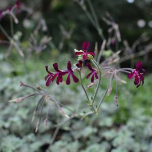 PELARGONIUM Sidoides "South African Geranium" 10cm
