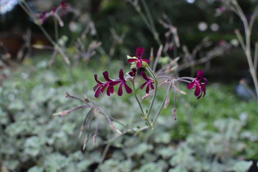 African Geranium Sidoides - Pelargonium sidoides 10cm