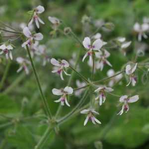 PELARGONIUM TOMENTOSUM "Peppermint Pelargonium" 10cm