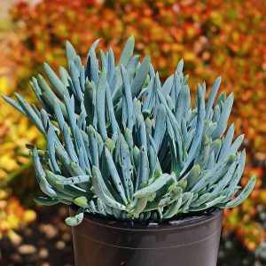 SENECIO MADRALISCAE Blue chalk Sticks 17cm