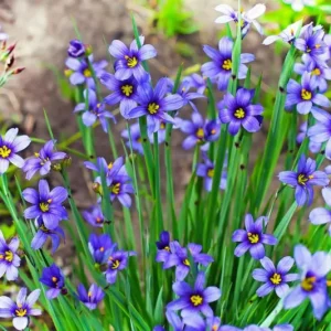 Blue-Eyed Grass - Sisyrinchium graminoides 15cm