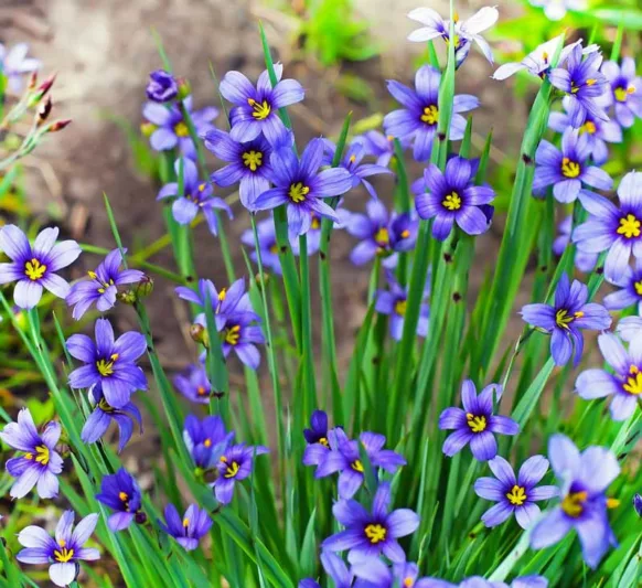 Blue-Eyed Grass - Sisyrinchium graminoides 15cm