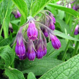 Comfrey Maroon - Symphytum officinale 15cm
