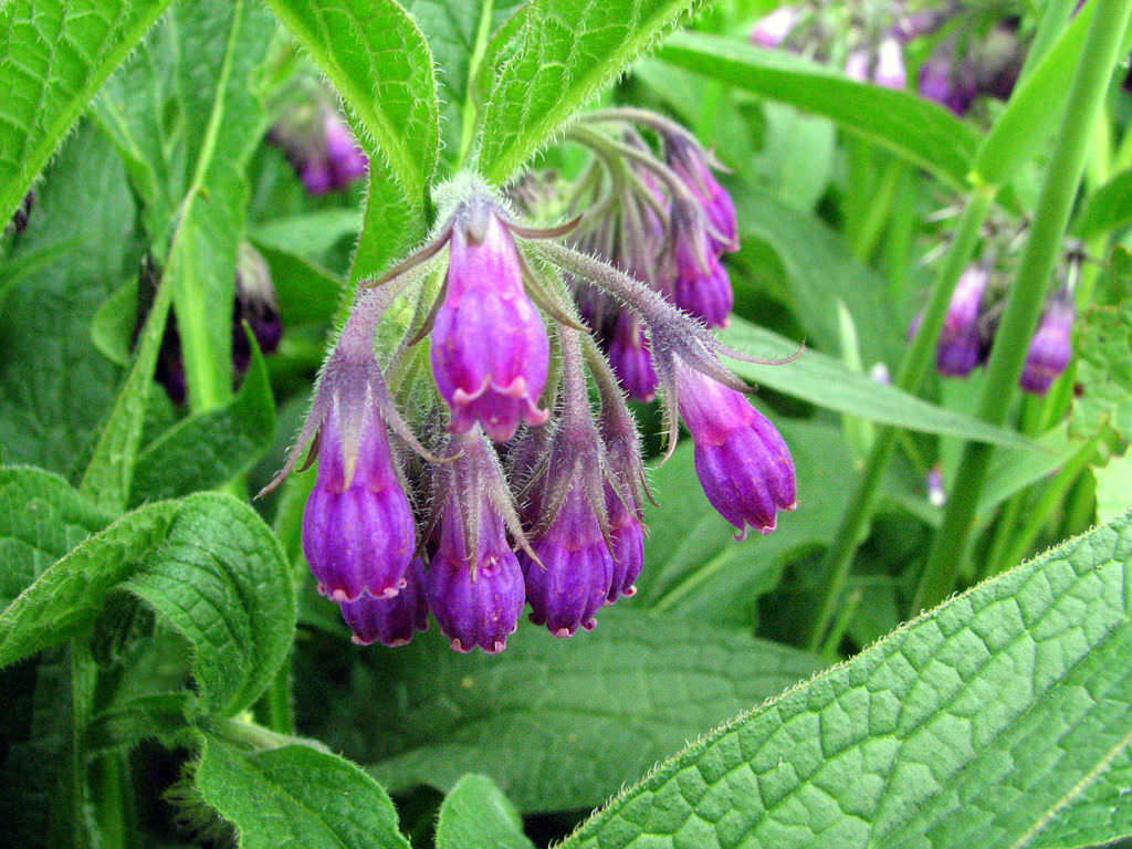 Comfrey Maroon - Symphytum officinale 15cm