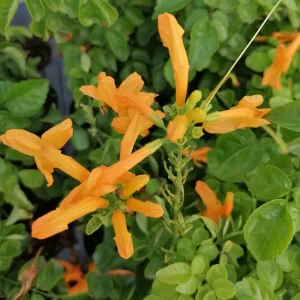 TECOMA CAPENSIS "Cape Honeysuckle" Gold 17cm