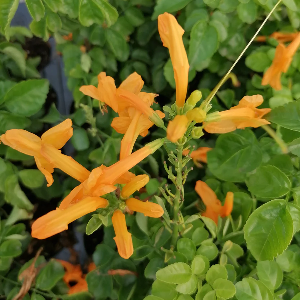 TECOMA CAPENSIS "Cape Honeysuckle" Gold 17cm