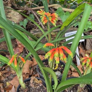 CLIVIA GARDENII "Forest Clivia" 17cm