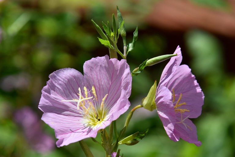 Evening Primrose Pink - Oenothera speciosa 15cm