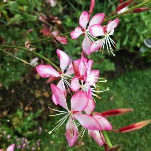 Gaura Bicolour - Gaura lindheimeri 17cm