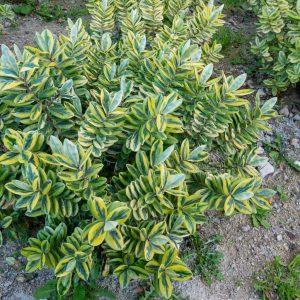 Hebe Variegata - Hebe carnea 17cm