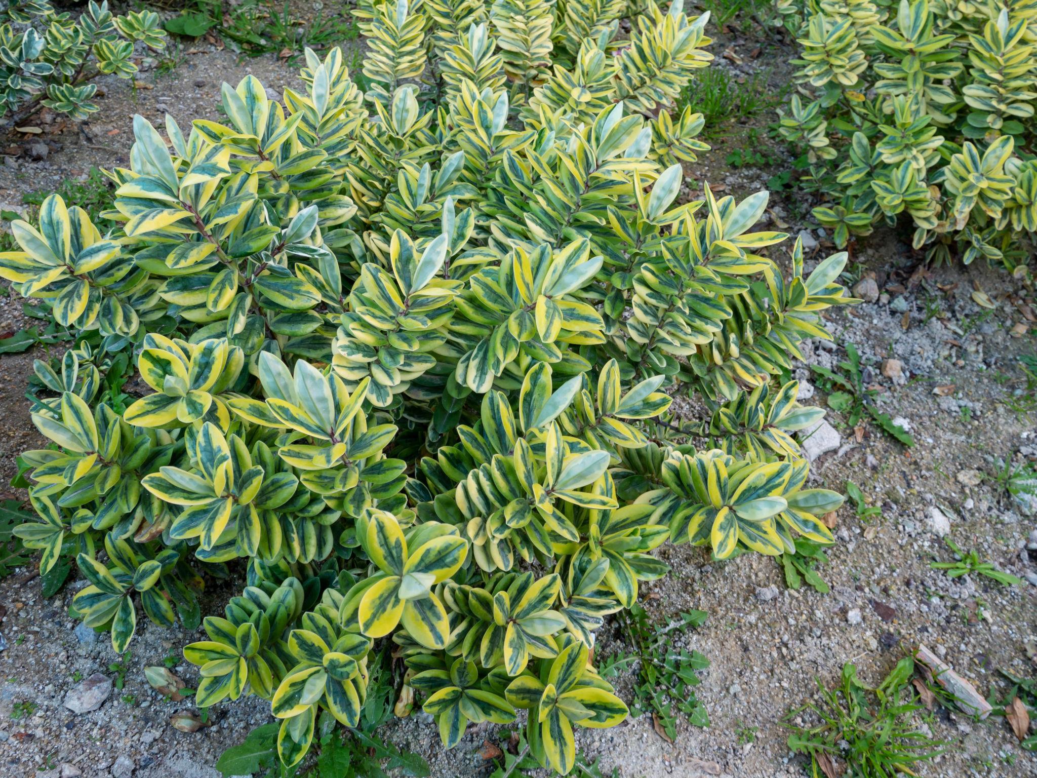 Hebe Variegata - Hebe carnea 17cm
