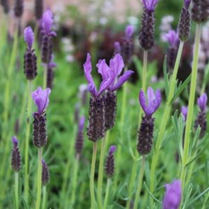 Spanish Lavender Willow - Lavandula stoechas 17cm