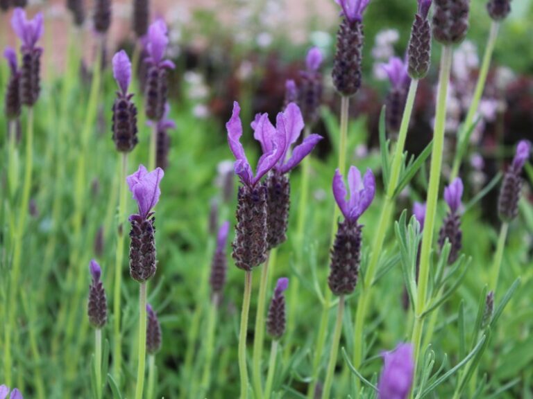 LAVANDULA STOECHAS "Willow Lavender" 17cm