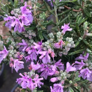 Rosemary Majorca Pink - Salvia majorca 17cm