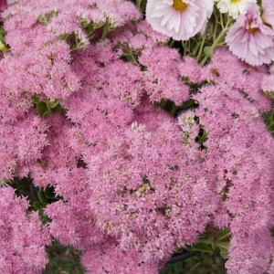 Sedum Light Pink - Sedum spectabile 17cm