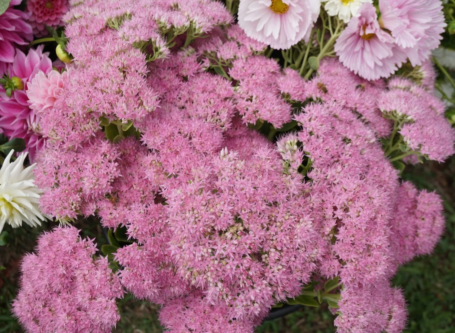 Sedum Light Pink - Sedum spectabile 17cm