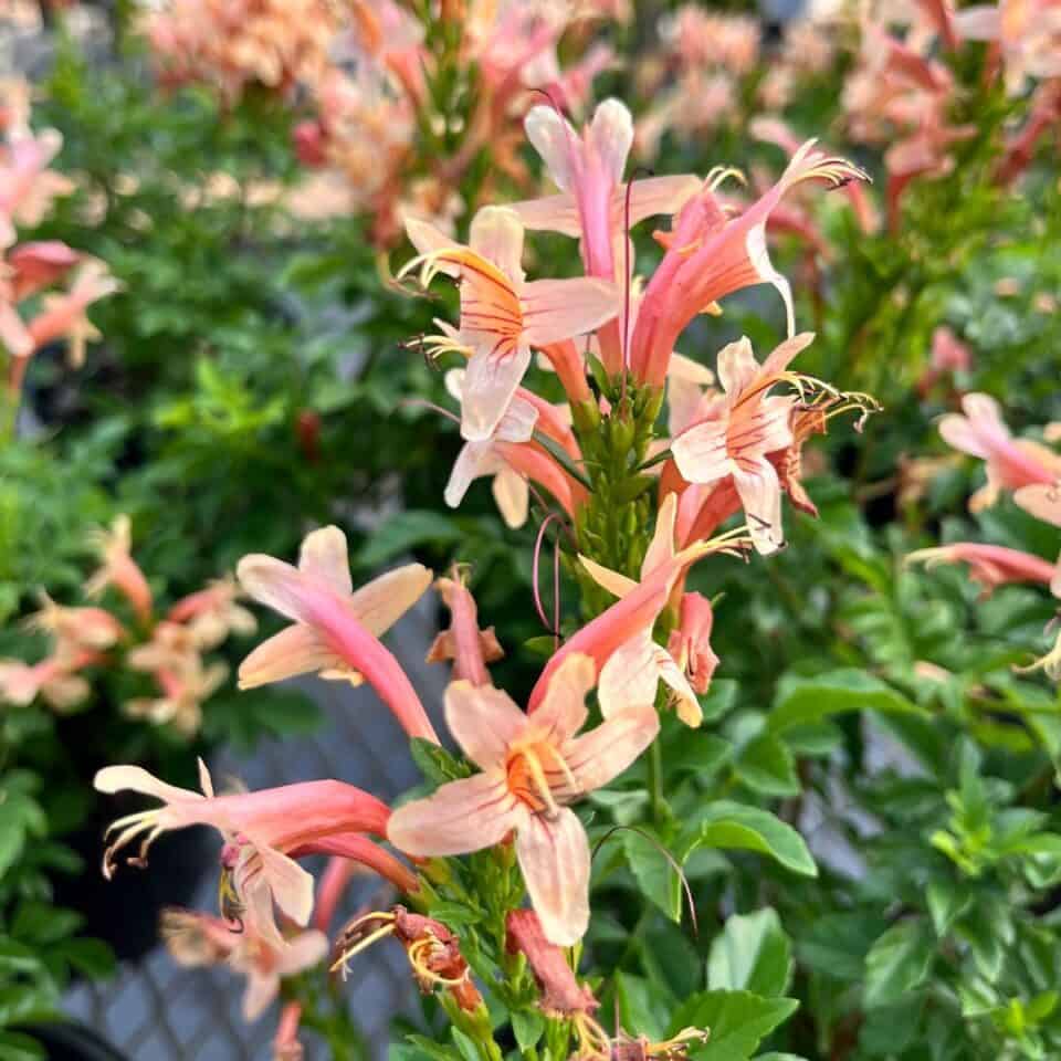 TECOMA CAPENSIS "Cape Honeysuckle" Salmon 17cm