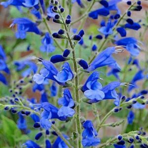 Arrowleaf Sage Blue - Salvia Sagittata 17cm