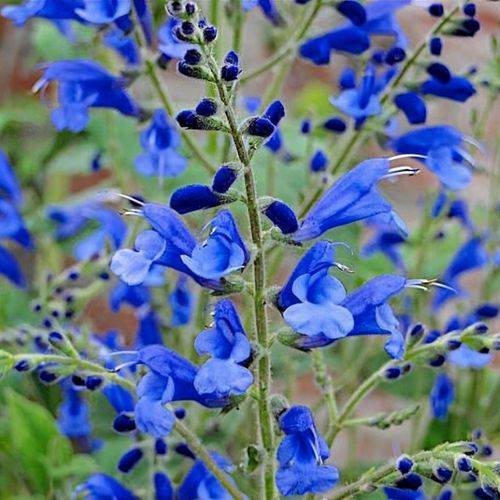 Arrowleaf Sage Blue - Salvia Sagittata 17cm