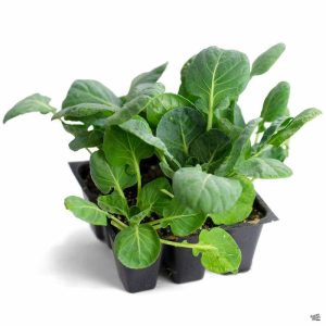 Brussel Sprouts 6pk