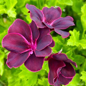 Regal Geranium Royal Purple - Pelargonium × Domesticum 17cm
