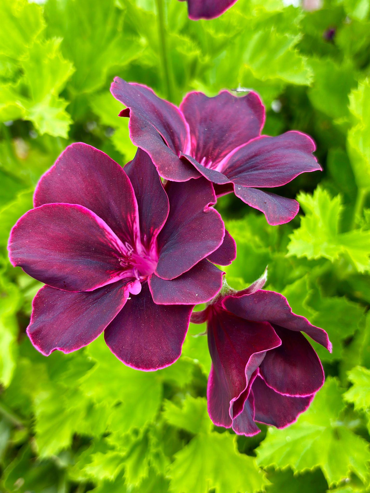 Regal Geranium Royal Purple - Pelargonium × Domesticum 17cm