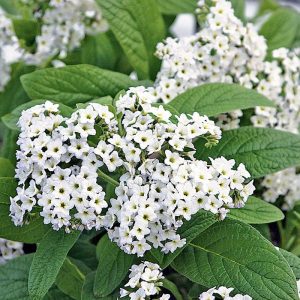 Heliotrope White - Heliotropium Arborescens 17cm