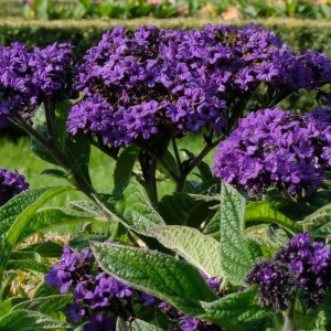 Heliotrope Royal Purple - Heliotropium Aborescens 17cm