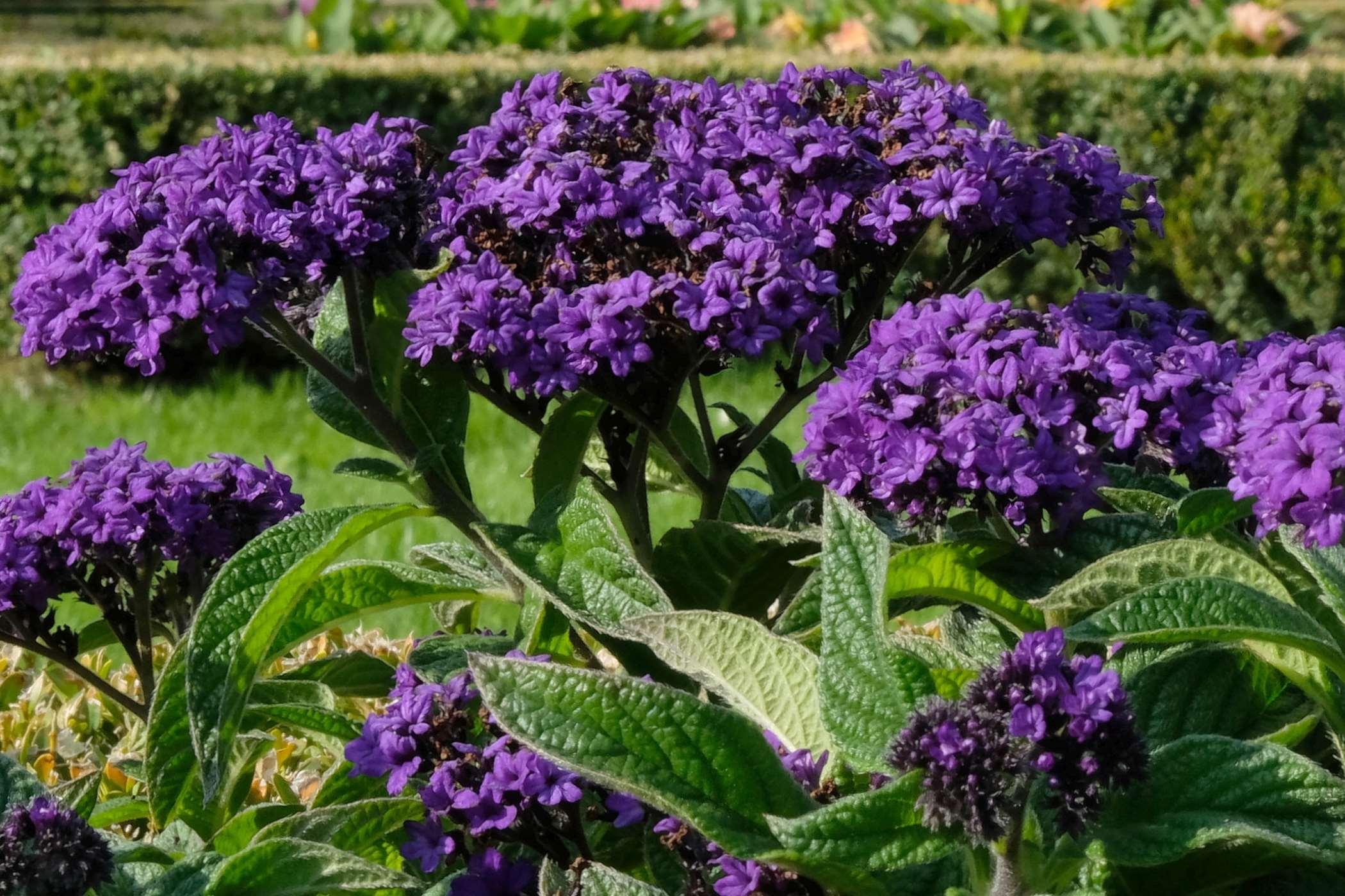 Heliotrope Royal Purple - Heliotropium Aborescens 17cm