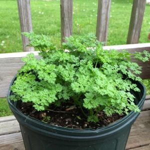 Herb Chervil Common 15cm