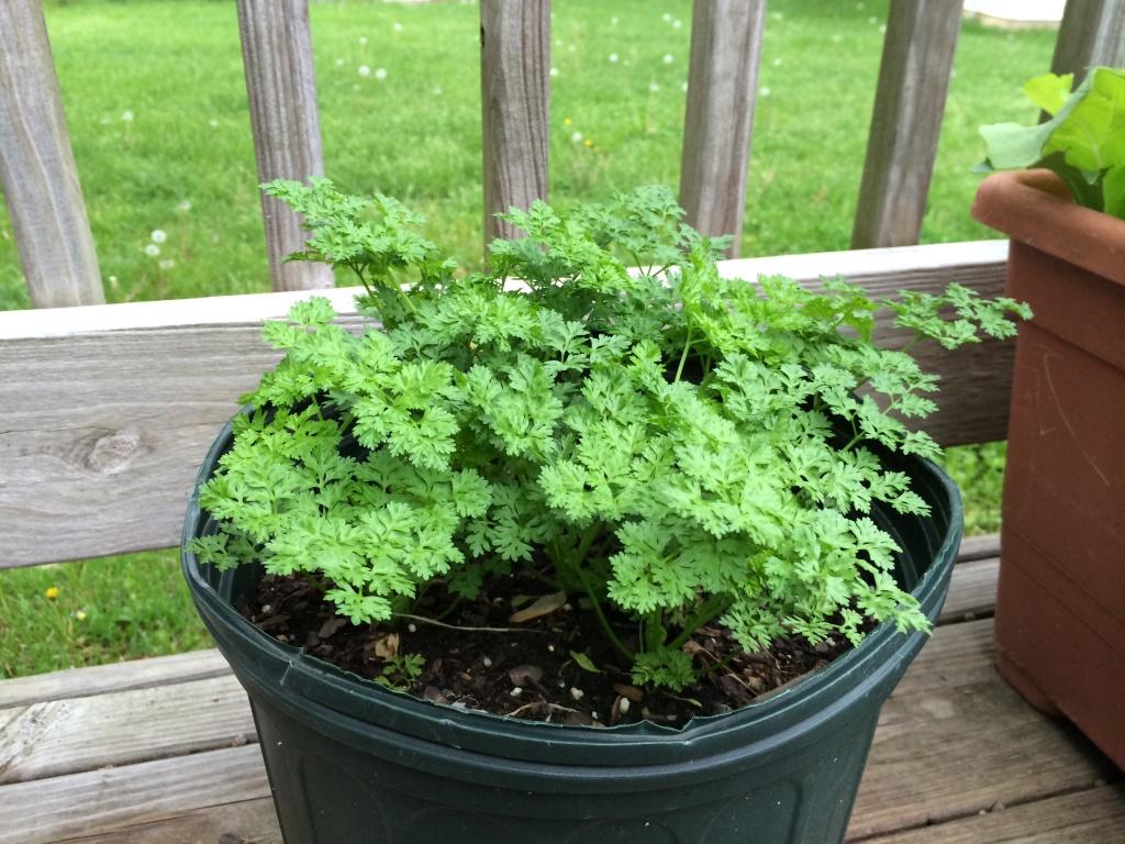 Herb Chervil Common 15cm