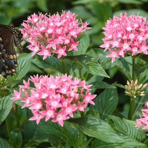Star Cluster Flower Pink - Pentas Lanceolata 17cm