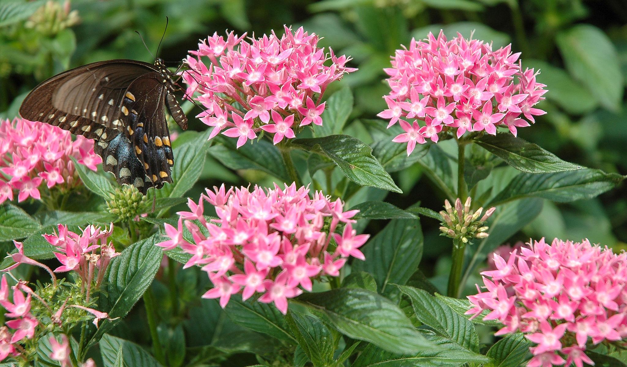Star Cluster Flower Pink - Pentas Lanceolata 17cm