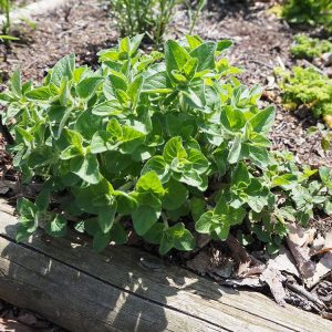 Herb Marjoram 15cm