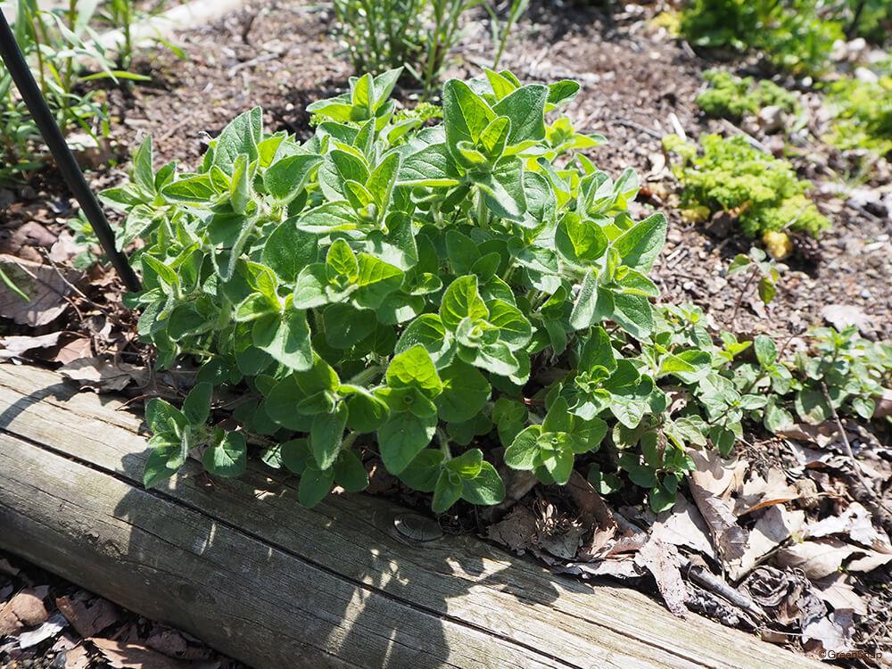 Herb Marjoram 15cm