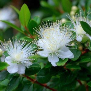 Herb Myrtle 15cm