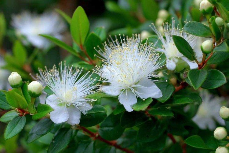 Herb Myrtle 15cm