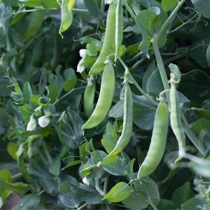 Peas Greenfeast 6pk