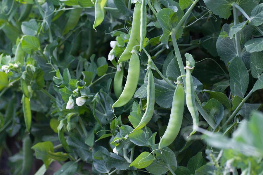 Peas Greenfeast 6pk