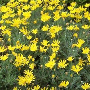 Golden Daisy Bush - Euryops Pectinatus 17cm