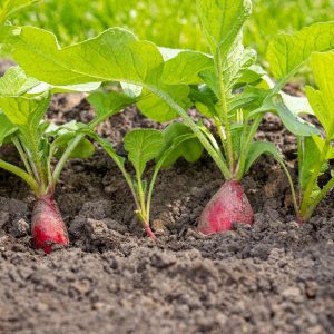 Radish 6pk