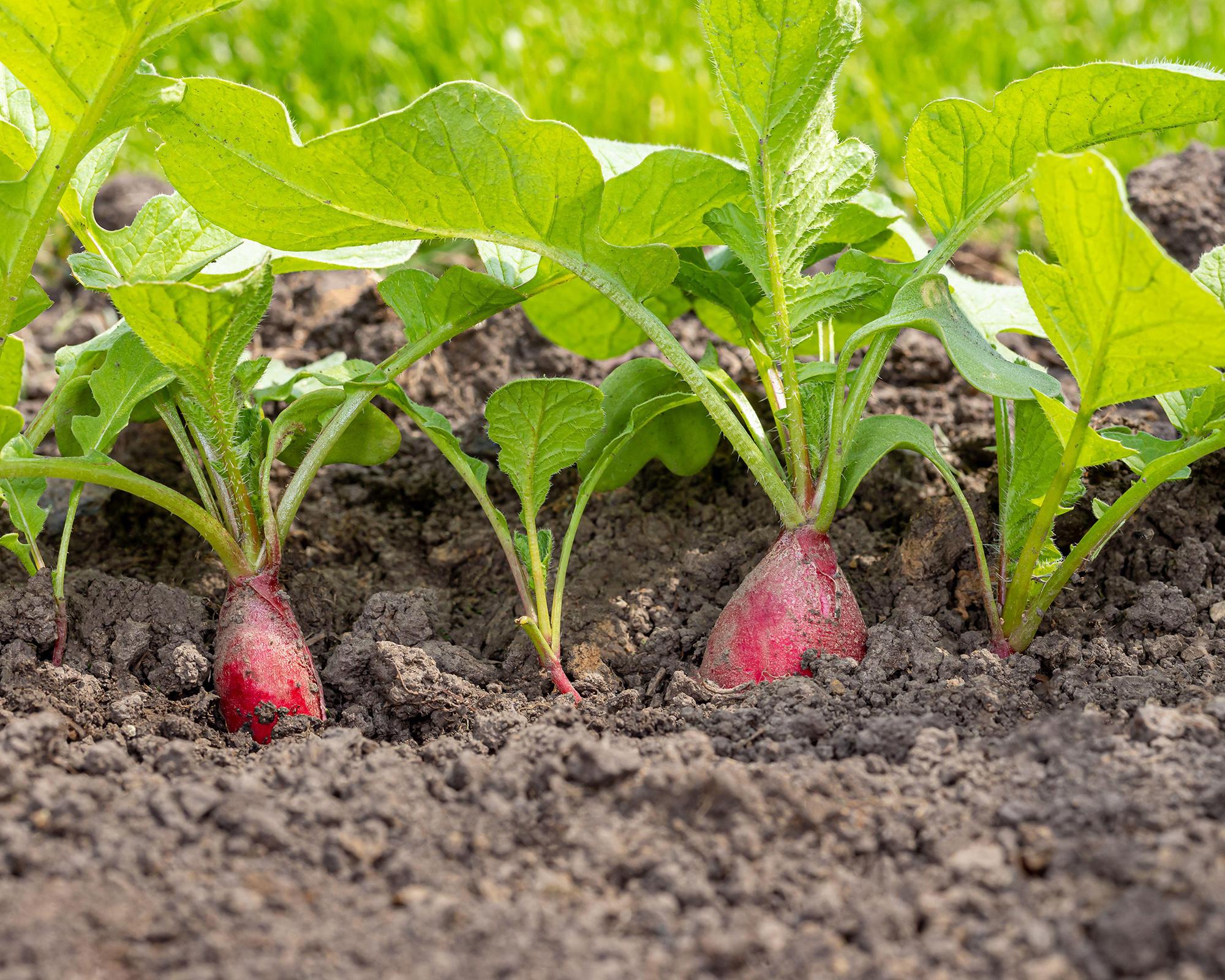 Radish 6pk